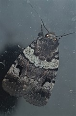 Thoracolopha flexirena