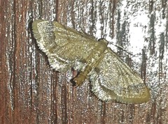 Idaea trypheropa
