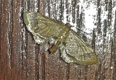 Idaea trypheropa