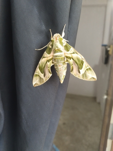 Oleander Hawkmoth
