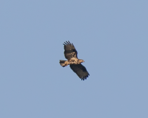 Mountain Buzzard (Buteo oreophilus), photo 7