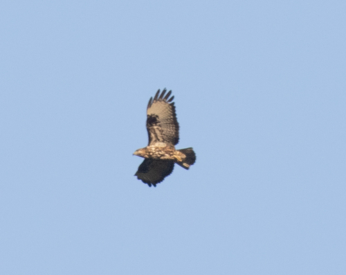 Mountain Buzzard (Buteo oreophilus), photo 8
