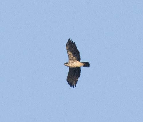 Ayres's Hawk-Eagle (Hieraaetus ayresii), photo 9