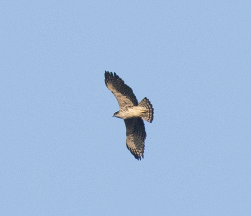 Ayres's Hawk-Eagle (Hieraaetus ayresii), photo 10