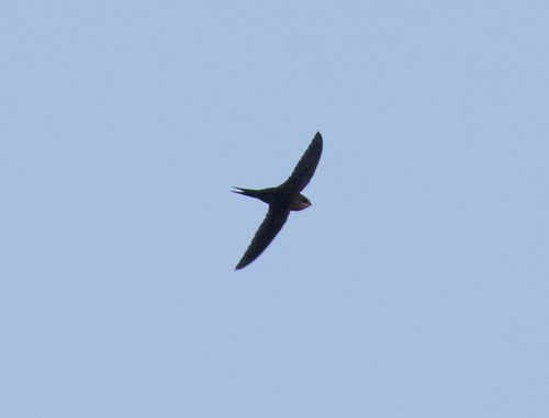 Scarce Swift
