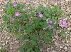 Cristaria molinae