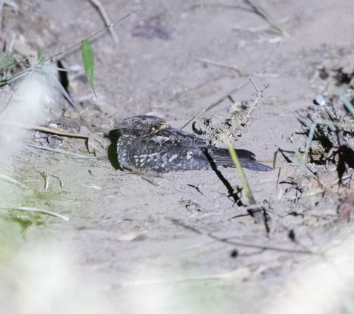 Montane Nightjar (Caprimulgus poliocephalus), photo 9