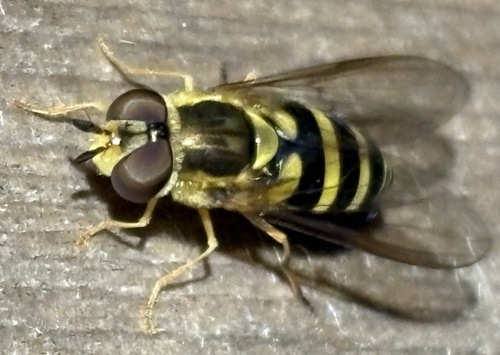 Unknown species found near Jonathan's Way, Brewster, MA, US