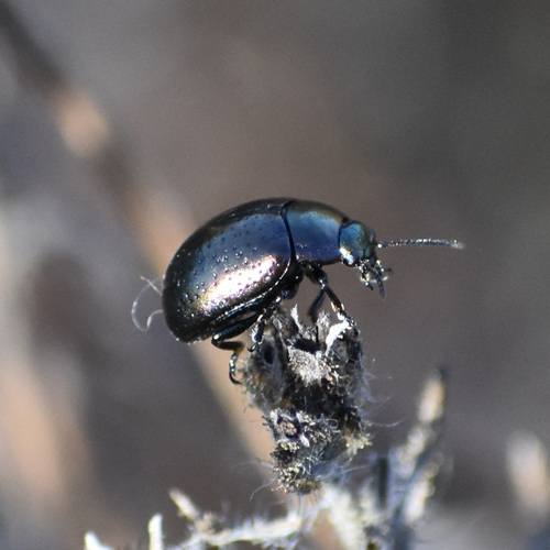 Saint John's Wort Beetle photo 3