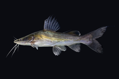 Asian redtail catfish (Hemibagrus nemurus) — Bagridae — 2