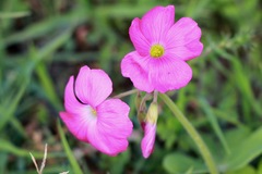 Oxalis bowiei