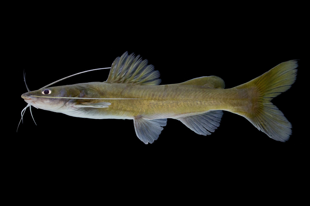 Hemibagrus planiceps (Hemibagrus planiceps)