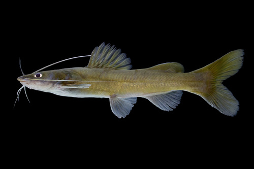 Flathead bagrid (Hemibagrus planiceps) — Bagridae — 2