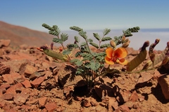 Hoffmannseggia prostrata