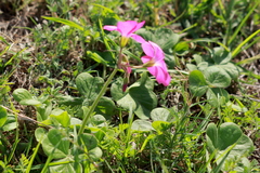 Oxalis bowiei