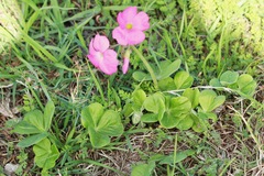 Oxalis bowiei