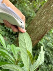 Symplocos glauca, photograph (c) 黃美滿, some rights reserved (CC BY)