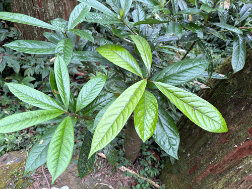 Symplocos glauca (Symplocos glauca)