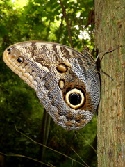 Caligo telamonius