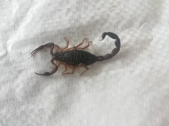 Centruroides gracilis