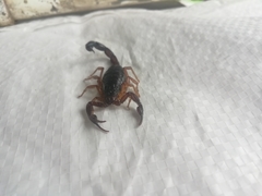 Centruroides gracilis