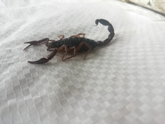 Centruroides gracilis