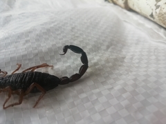 Centruroides gracilis