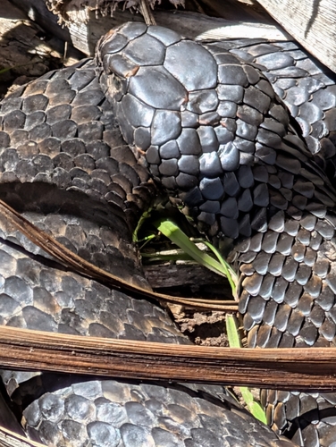 Tiger Snake sighting