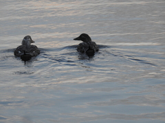 Tachyeres patachonicus