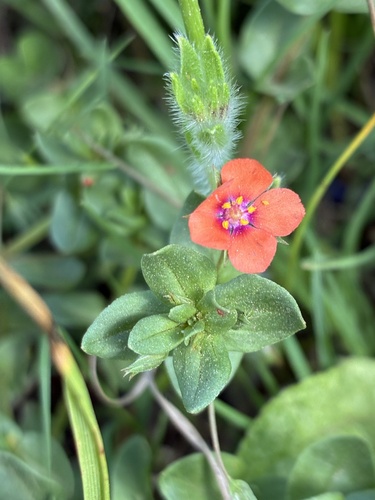 scarlet pimpernel