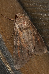 Polia bombycina