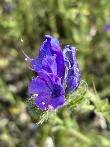 purple viper's-bugloss