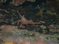 Rhynchocinetes durbanensis