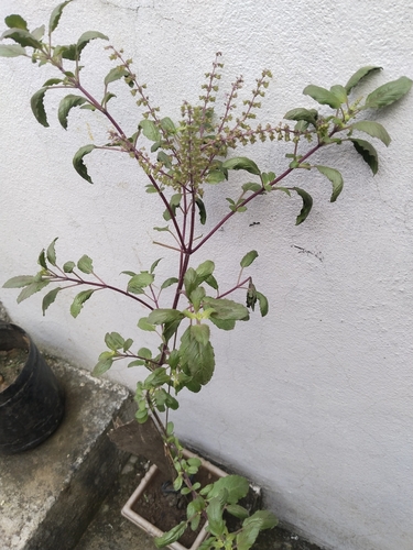 Holy Basil