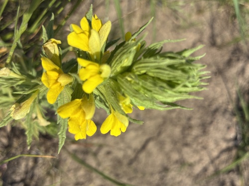 Yellow Glandweed