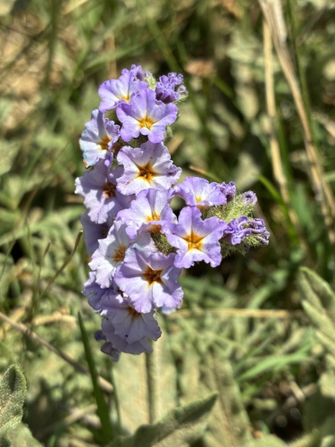 fragrant heliotrope