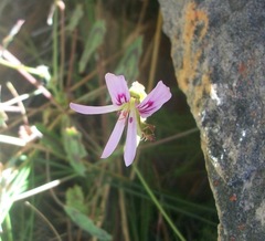 Pelargonium tabulare