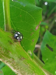 Chinavia erythrocnemis