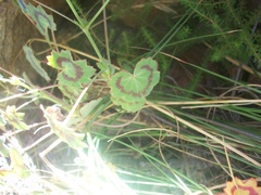 Pelargonium tabulare