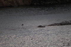 Anas platyrhynchos