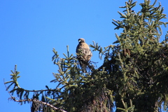 Buteo jamaicensis