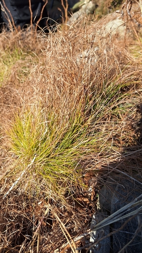 Thin sedge (Carex callitrichos)