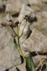 Senecio pyrenaicus