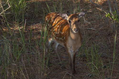 Cervus nippon