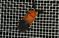 Cladodes plumosa