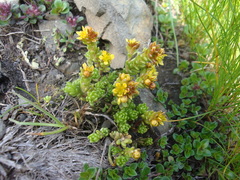 Sedum alpestre