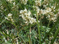Astragalus australis