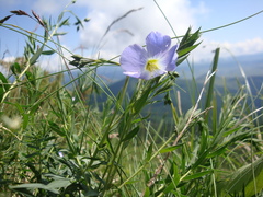 Linum extraaxillare