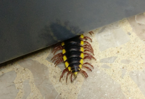 Chelodesmidae
