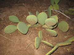 Opuntia aurea